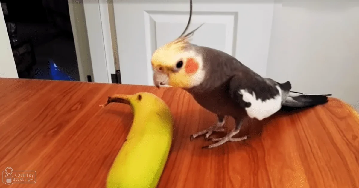 A cockatiel with gray and white plumage, an orange cheek patch, and a yellow face sits on a wooden table next to a banana in what appears to be an indoor setting possibly a kitchen or dining area.