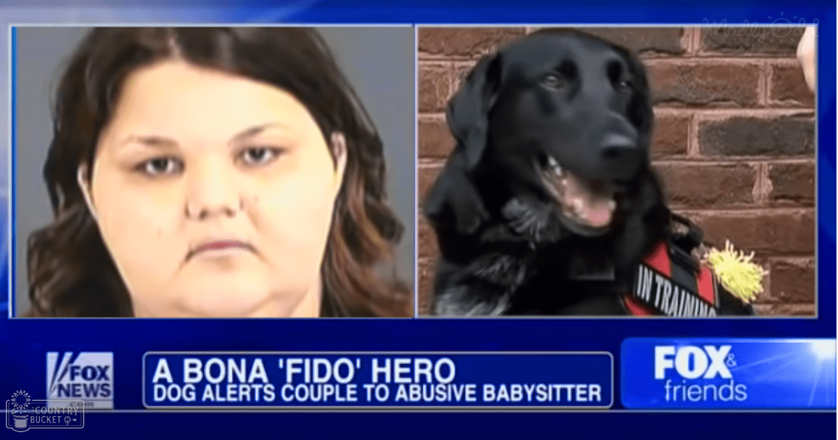 Dog saves baby