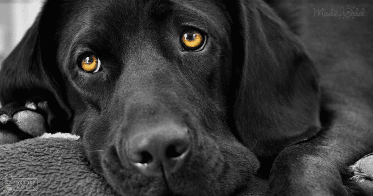 A medium-to-large black Labrador Retriever or similar breed dog lying indoors on a textured fabric surface.