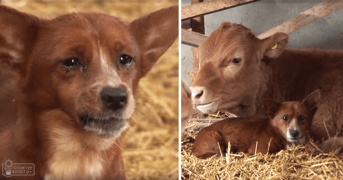 A medium-sized reddish-brown dog with white markings stands in an indoor barn, accompanied by a smaller brown cow with light facial markings; hay and wooden beams are visible under natural daylight.