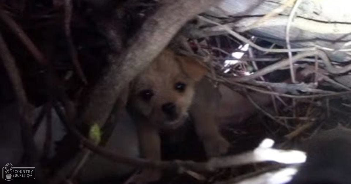 A light brown puppy nestled among branches in an outdoor natural setting.
