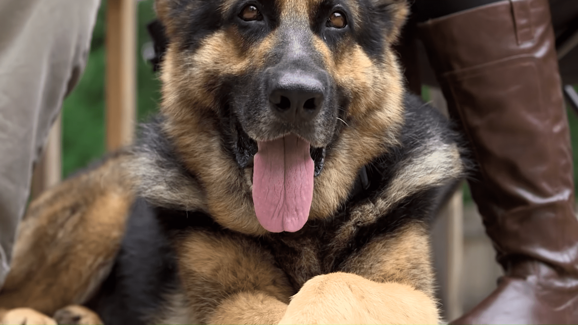 Military Dog