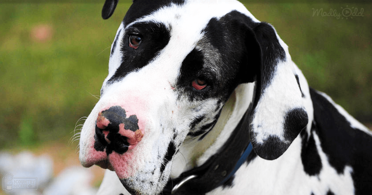 A Great Dane with a black and white coat stands outdoors amidst lush greenery under natural daylight.