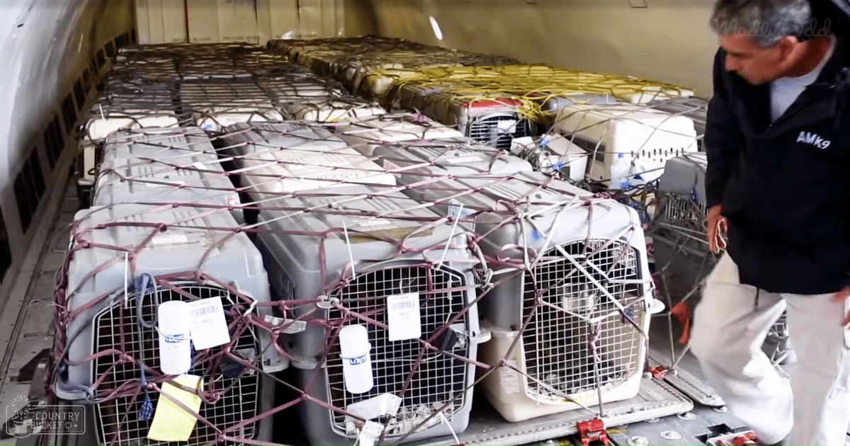 An adult male wearing a dark blue jacket with 'AMK9' on the sleeve and light-colored pants, inside an aircraft cargo hold at what appears to be an airport. Dog crates secured in the hold are visible, with yellow tags attached.