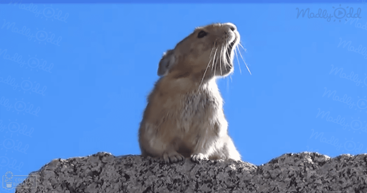 This Video of a Tiny Pika Singing ‘Queen’ Has Gone Viral for All the Right Reasons