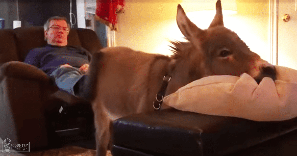 A domestic donkey with a light brown coat and darker mane and tail, standing indoors in what appears to be a living room. A middle-aged male person sits nearby wearing a dark blue long-sleeve shirt and light-colored pants.