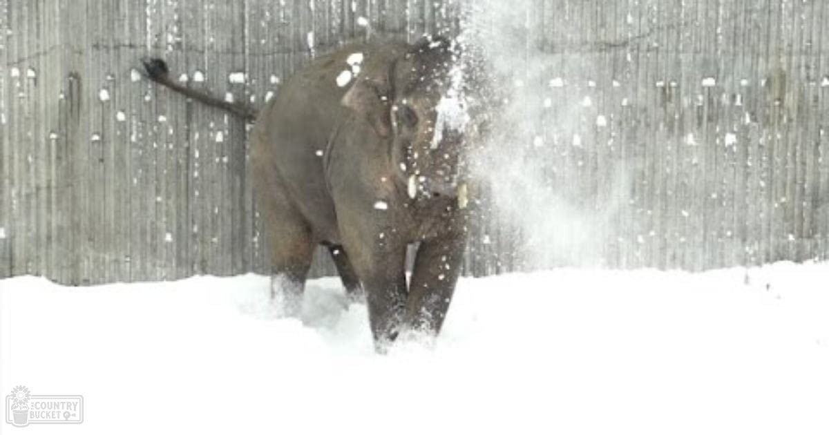 An adult elephant in a snowy, fenced winter landscape with natural sunlight;