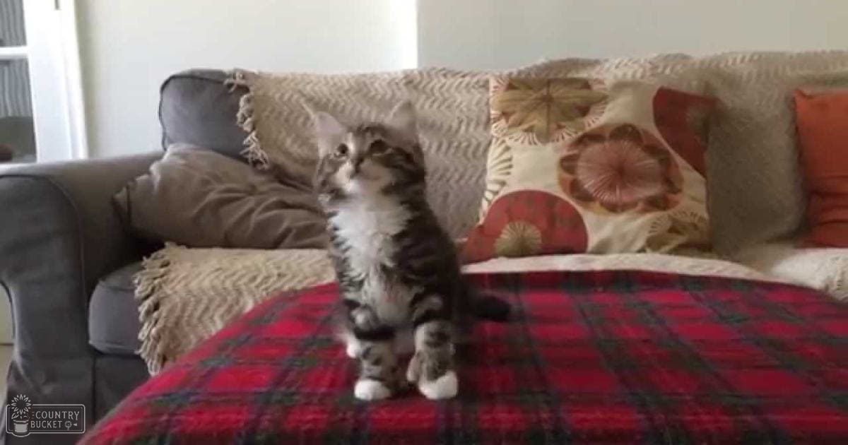 An adult tabby kitten with dark stripes and white markings on its face, sitting in an indoor living room with a couch covered in various pillows and a red plaid blanket.