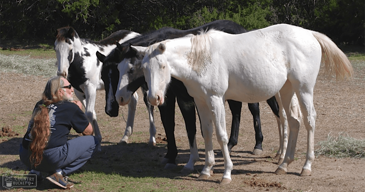 A male older adult wearing a dark blue T-shirt with white text, dark blue pants, brown shoes, and sunglasses resting on his forehead stands amidst two horses in an outdoor rural setting with trees and dirt ground under natural daylight.