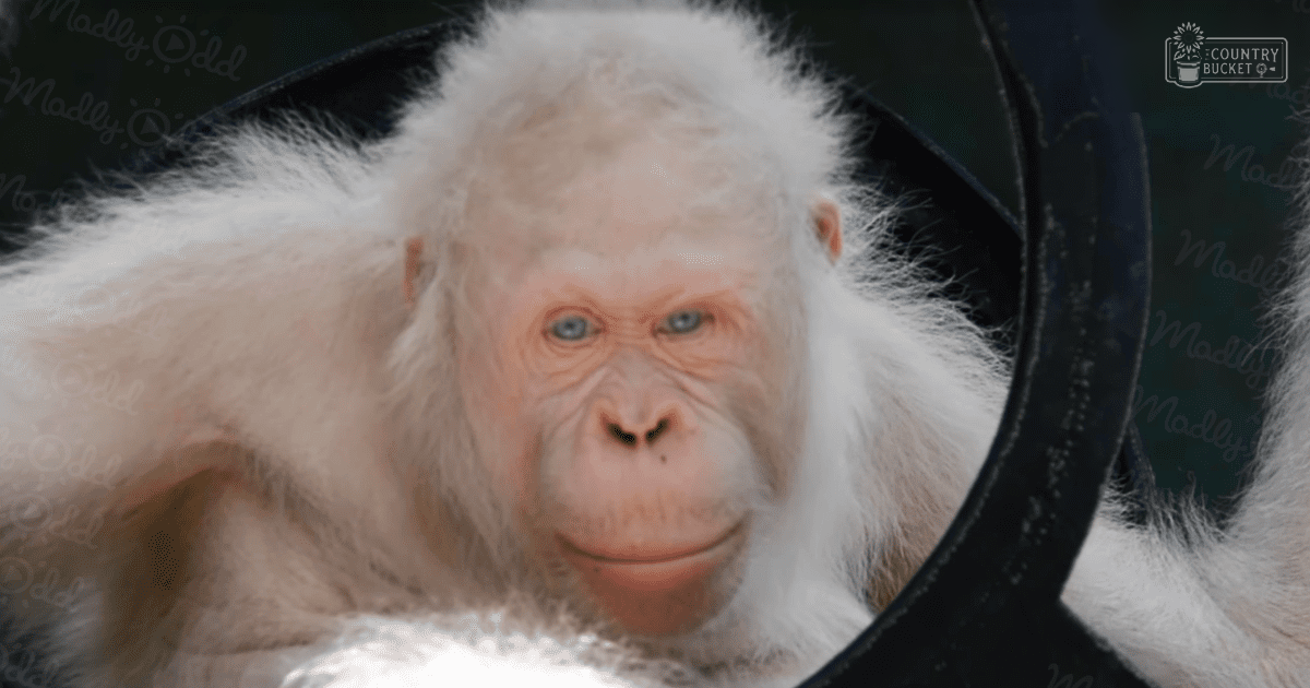 A white monkey with light-colored fur, blue eyes, and an adult appearance stands indoors against a dark backdrop under artificial lighting.