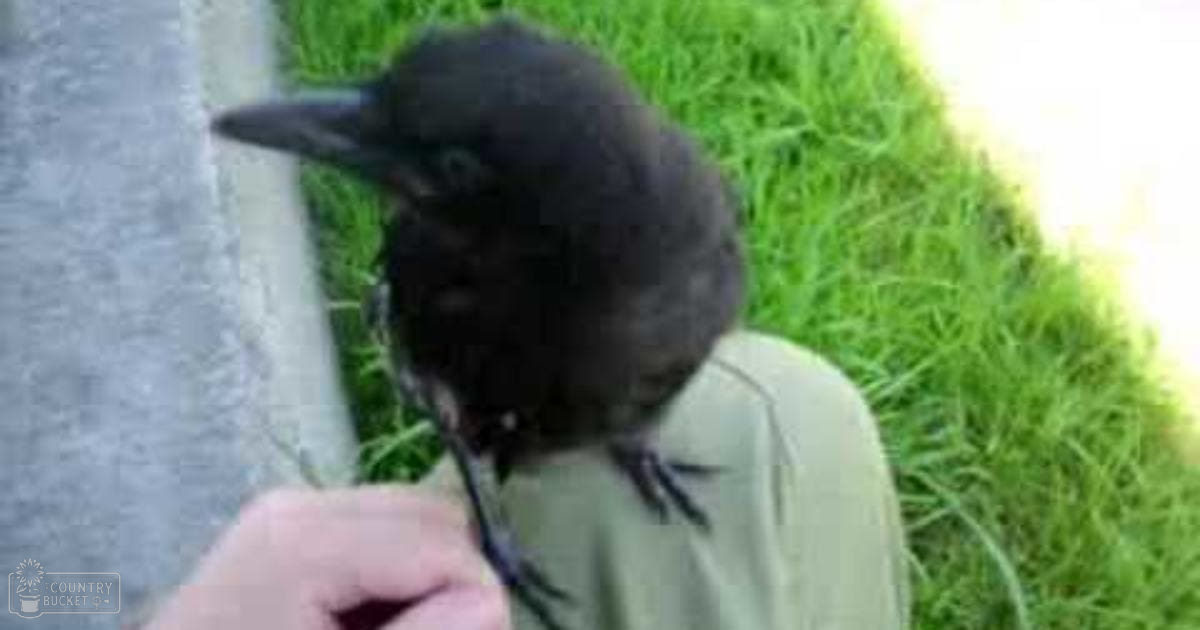 An adult holding a black crow outdoors near a road with green grass and natural daylight.