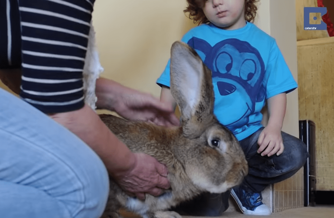 Easter Bunny