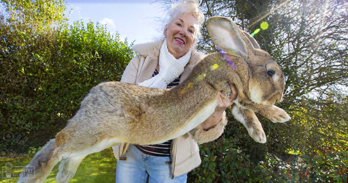 An older adult woman holds a large Flemish Giant rabbit outdoors amidst lush greenery in what appears to be a garden or park during spring or summer with bright daylight.