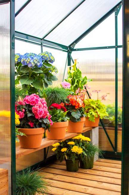 A greenhouse with potted plants inside, located outdoors. The scene includes various blooming flowers like pink begonias, yellow chrysanthemums, red geraniums, and blue hydrangeas arranged on a wooden shelf.