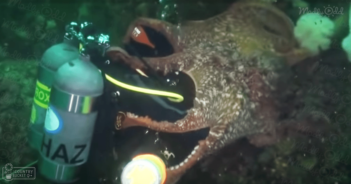 An underwater scene with an adult octopus with mottled brown, green, and white coloration in a marine habitat with scuba diving gear visible.
