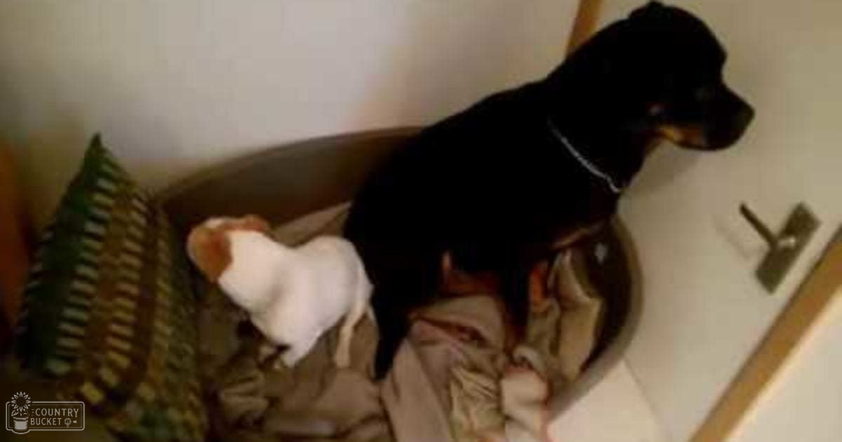 Two adult dogs, possibly Rottweiler and Jack Russell Terrier breeds, indoors with neutral-colored walls and soft lighting.