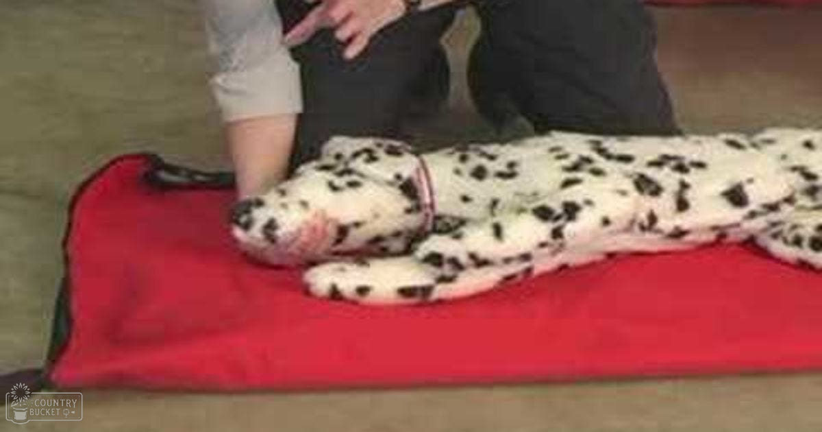 A Dalmatian dog with distinctive black spots on white fur lying down indoors, next to a red blanket or mat.