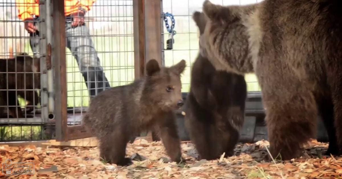 A juvenile bear cub with dark brown fur and lighter markings stands in a metal enclosure at an outdoor wildlife sanctuary during autumn, surrounded by scattered leaves. An adult male wearing safety gear is visible outside the cage.