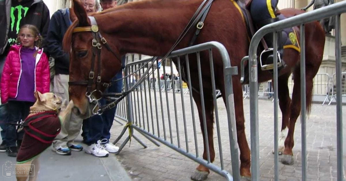 A horse and a juvenile dog in an urban outdoor setting with people around, spring or summer day, late morning or early afternoon light.