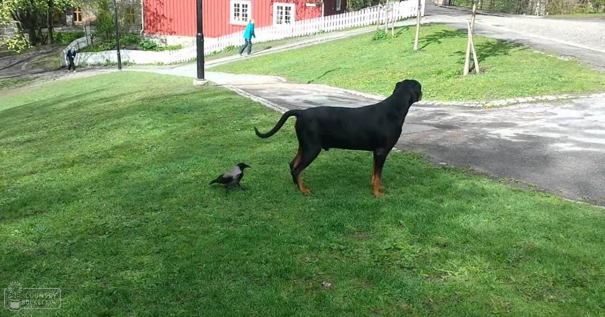 An adult Rottweiler with tan markings standing on grass in an urban park setting near a red building with white trim, surrounded by greenery and paved paths under natural daylight.