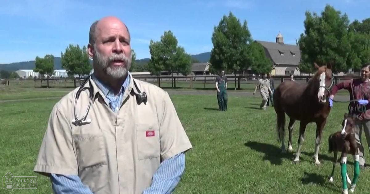 A rural farm scene with a dark brown horse, a lighter-colored foal, and an adult male in work attire. Horses are in the foreground on open grassy ground under natural daylight.