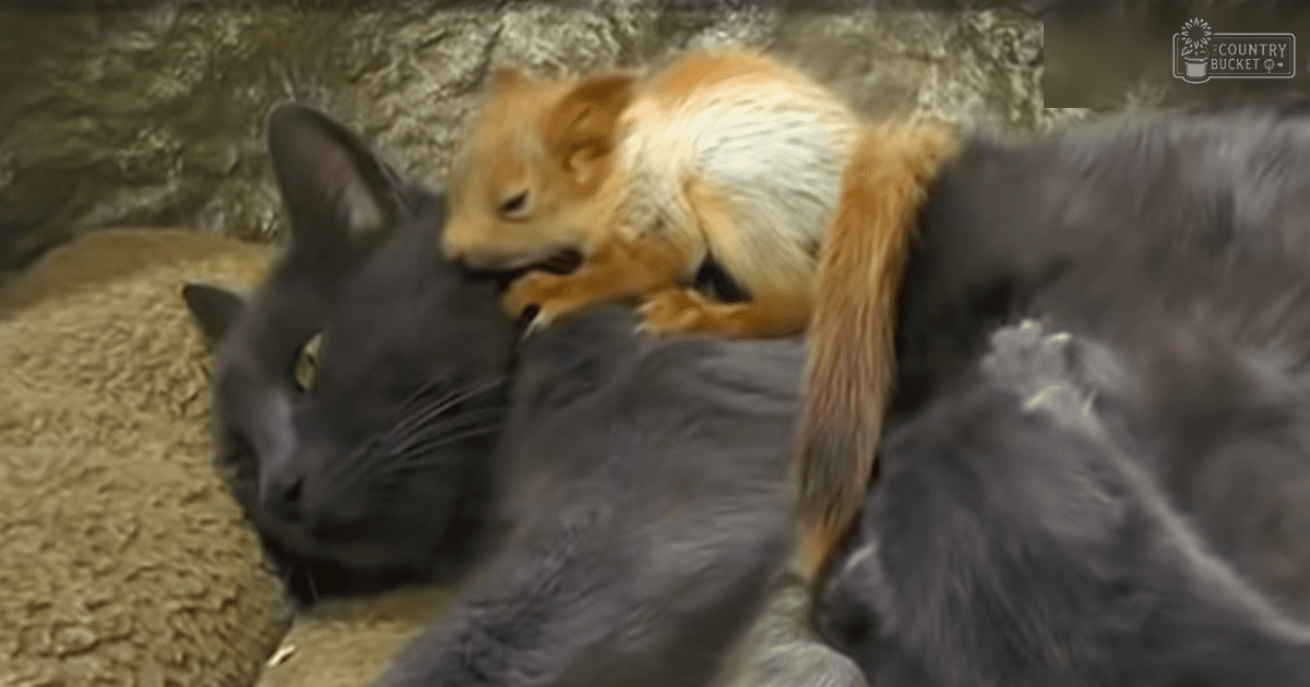 A domestic shorthair cat with a red squirrel resting on its back, indoors.