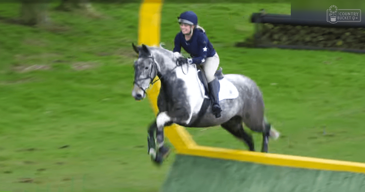 A young adult female horse rider in a dark blue jacket with white star patches, navy helmet, beige breeches, black boots, and gloves, navigating an equestrian course on a gray thoroughbred horse with white leg patches against a backdrop of green grass under natural daylight.