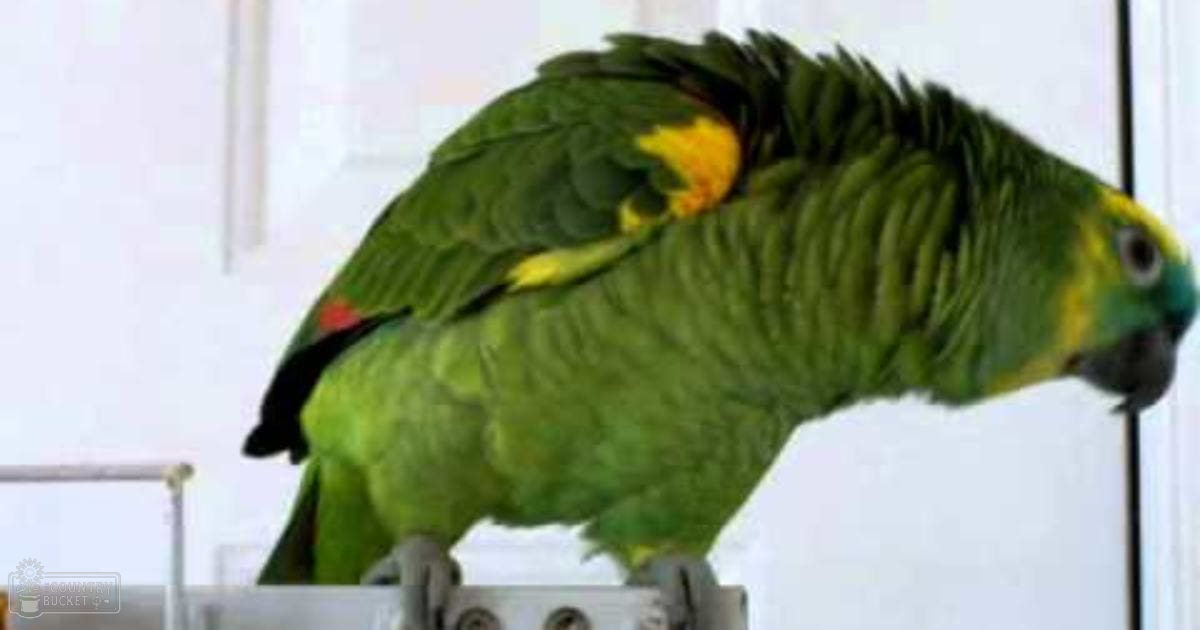 Adult Amazon parrot with green plumage and yellow markings indoors, daytime scene with white walls.