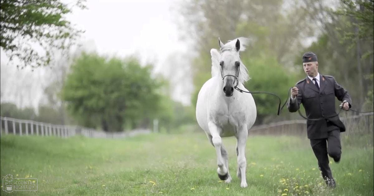 An adult male wearing a dark military-style uniform leads an Arabian horse through a grassy field enclosed by wooden fencing, with greenery suggesting spring or summer and diffused light indicating early morning or late afternoon.