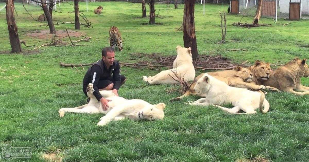 A middle-aged adult male interacts with white lions in an open grassy area within a wildlife sanctuary or zoo enclosure, surrounded by trees and soft natural lighting.