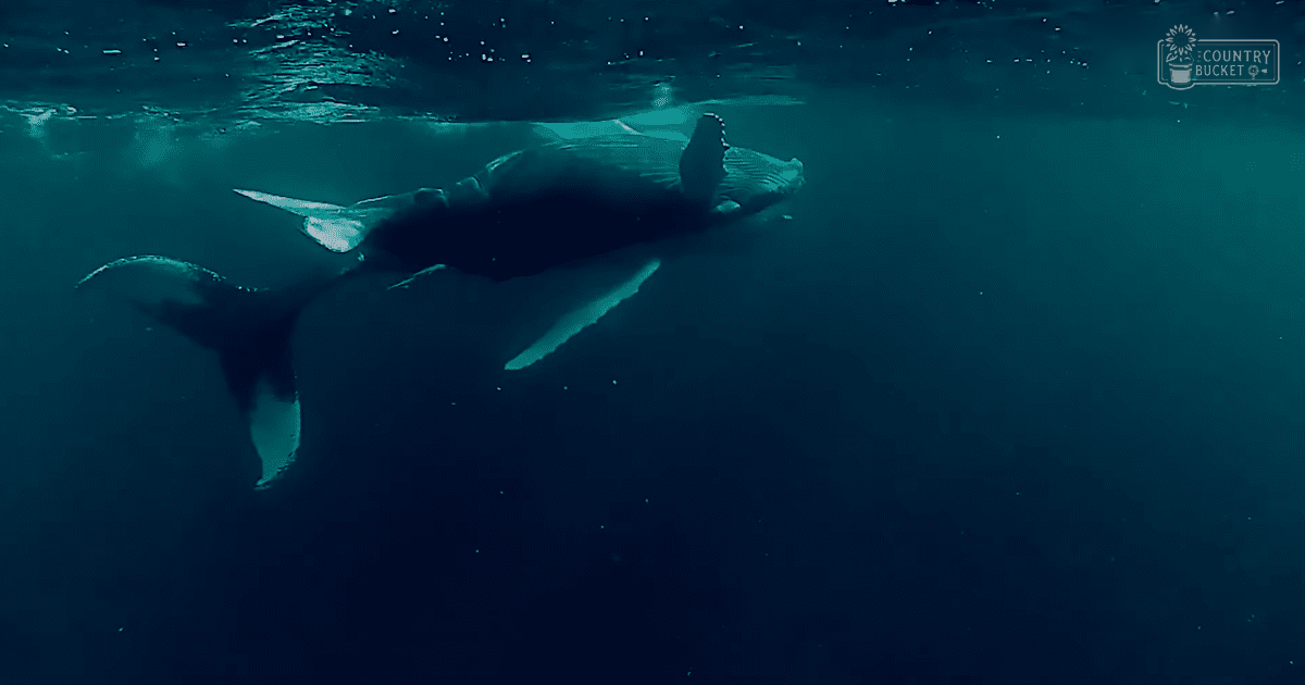 Two adult humpback whales swimming in a deep-sea underwater environment with natural sunlight filtering through.