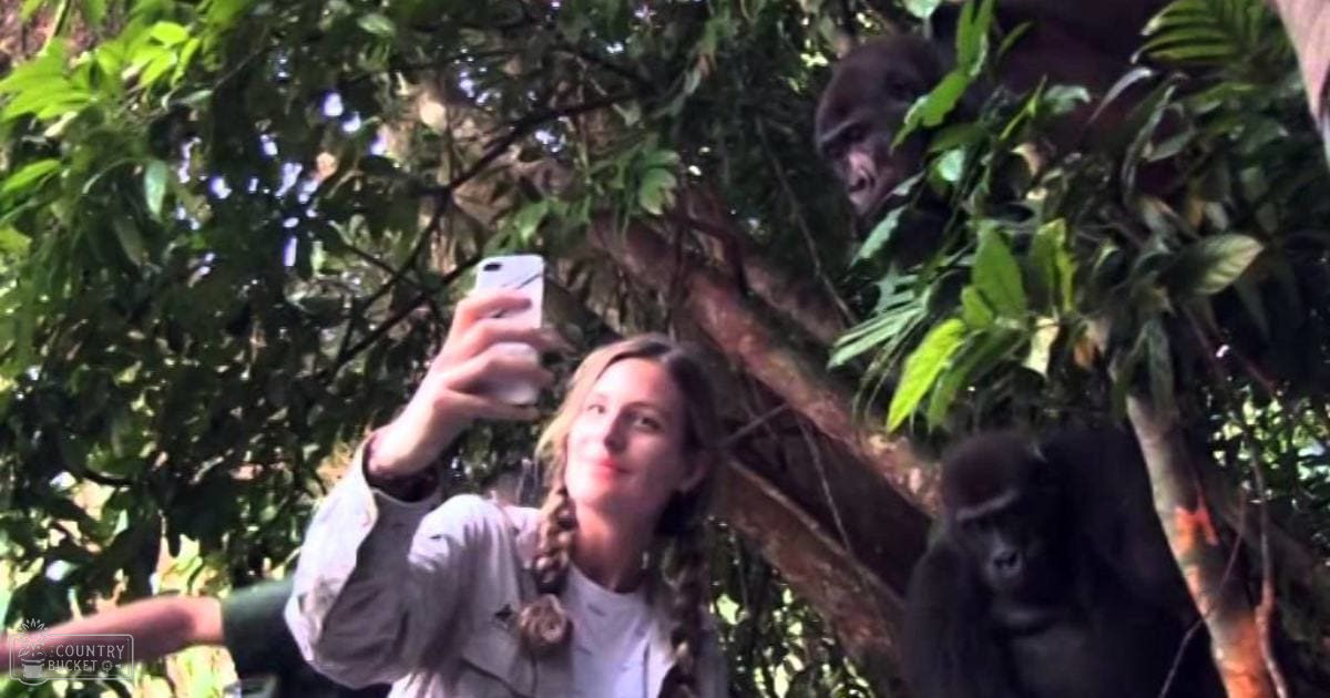 A young adult female takes a selfie with Western Lowland gorillas in a lush, green zoo setting during daylight.
