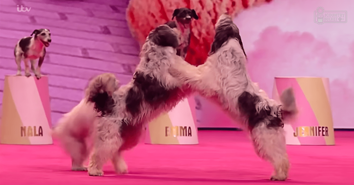 A large, fluffy dog with black and white fur stands prominently in an indoor arena setting during a dog show.