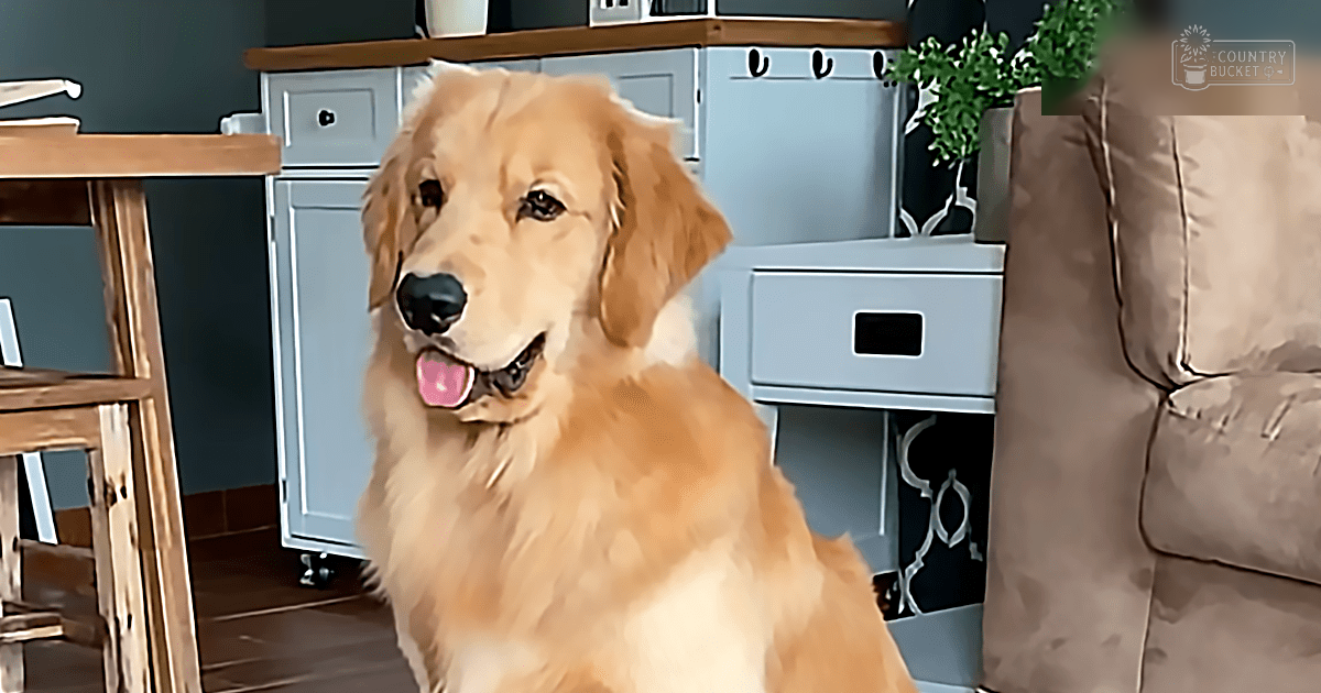 A golden retriever dog with a happy expression indoors in a cozy living room setting with beige furniture and green plants.
