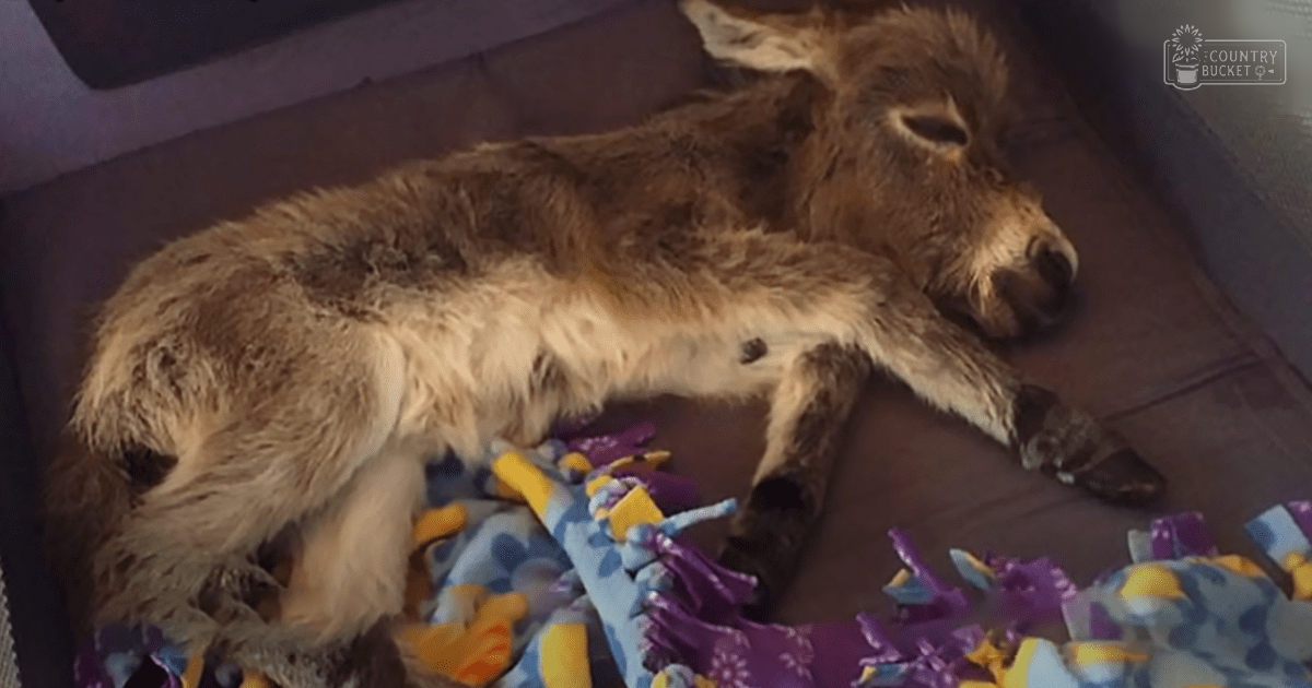 A young light brown donkey with dark markings rests on a colorful fabric in an indoor setting.