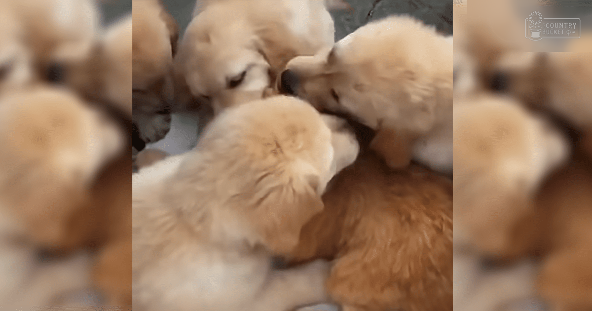A group of young Golden Retriever or Labrador Retriever puppies with light golden fur and white markings indoors.