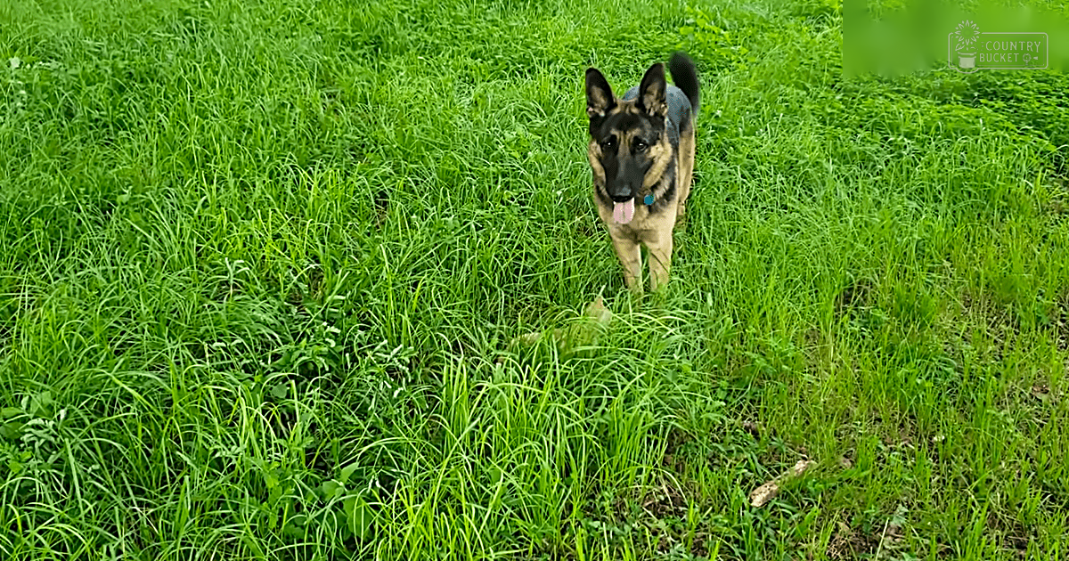 German Shepherd dog with distinct black and tan markings, standing outdoors on lush green grass under natural daylight in spring or summer.