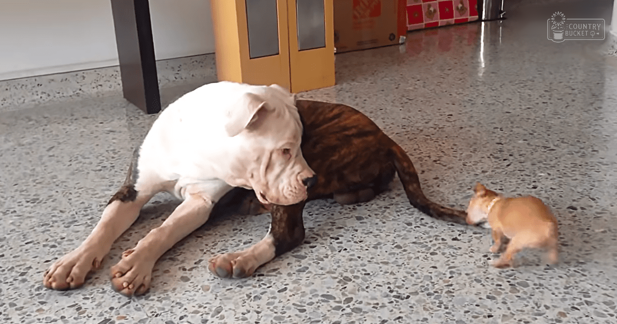 A relaxed large white and brown dog lies on its side, accompanied by a small tan chihuahua puppy. Indoors in a home setting with furniture and decor visible.