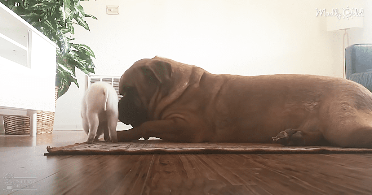 A large brown dog with wrinkled skin and floppy ears lies indoors near a smaller white animal, surrounded by furniture and home decor in a cozy indoor setting.