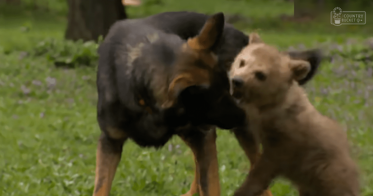 Two dogs, one with black fur and tan markings on face and legs, possibly a Rottweiler; the other smaller and light brown, likely a puppy. Outdoors in lush green grassy area suggesting spring or summer.