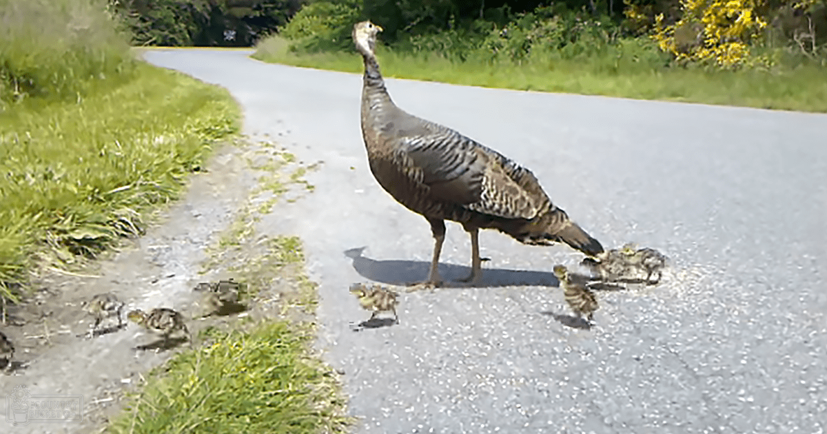 A wild turkey with several chicks near a paved road amidst lush greenery and blooming flowers on a sunny day.