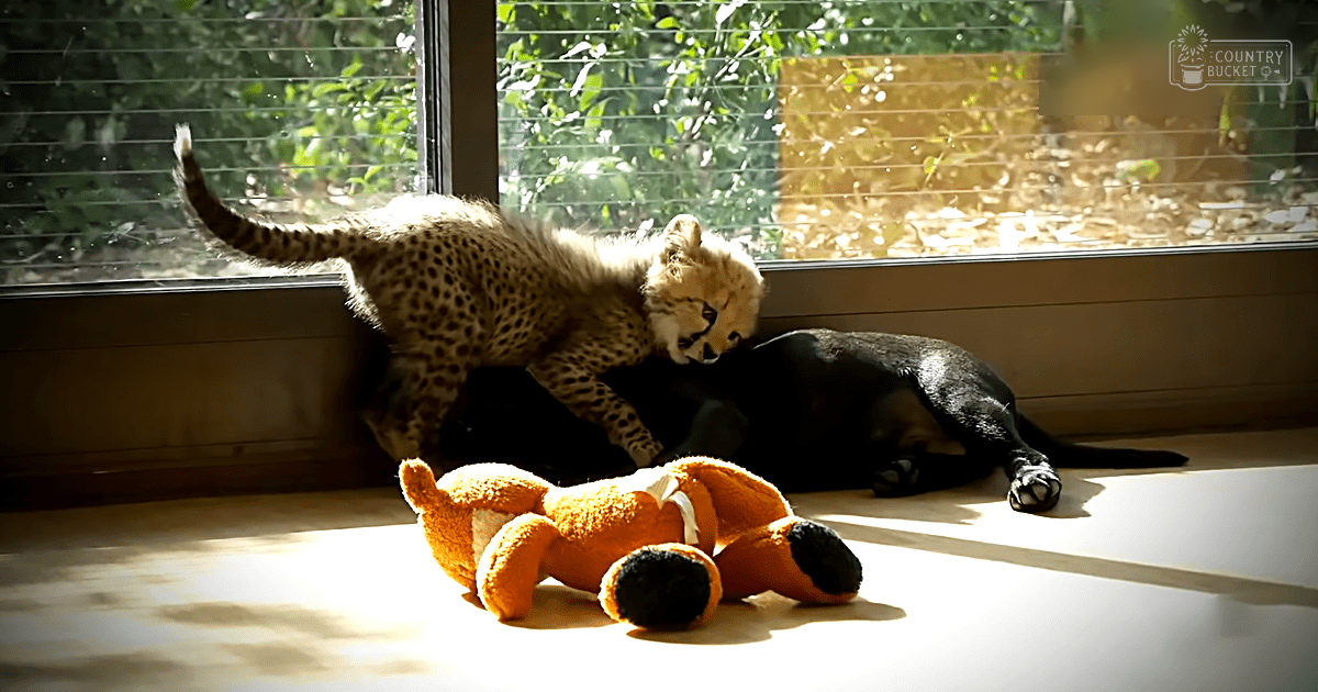 A juvenile cheetah cub with a spotted coat in an indoor enclosure with natural light coming through windows.