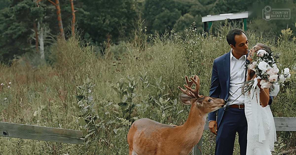An adult male singer wearing a dark blue suit jacket over a white dress shirt, interacting with an adult female holding light-colored flowers. A mule deer stands nearby amidst dense greenery in a natural outdoor setting.
