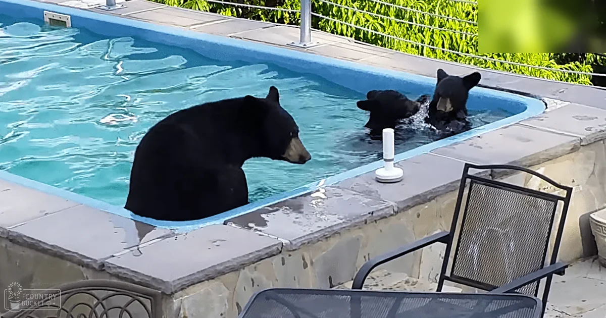 Three adult black bears swimming in a clear blue residential pool, surrounded by lush greenery under bright daylight.