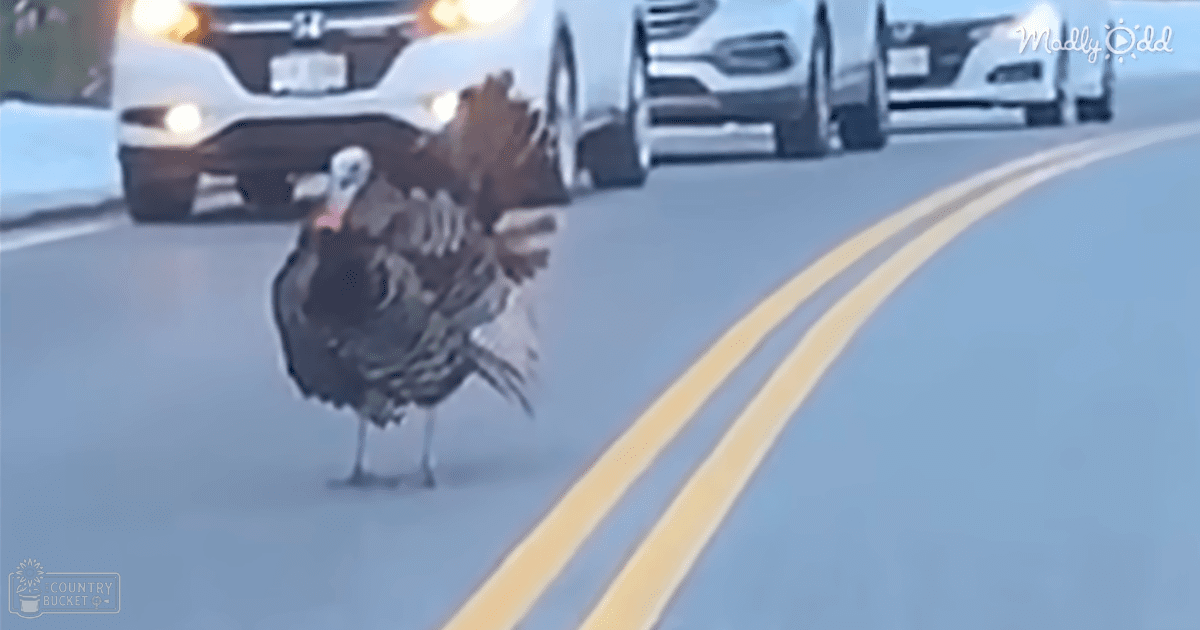 Adult turkey with dark feathers and a white head on an urban road with vehicles in background