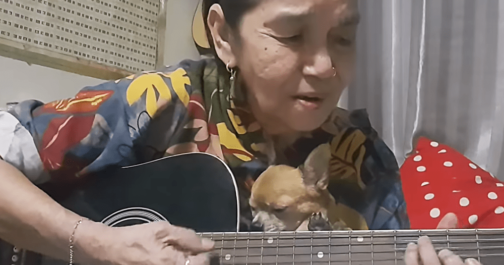 A middle-aged adult male playing a guitar with a small Chihuahua in his lap, dressed in a blue shirt with red and yellow patterns, indoors.