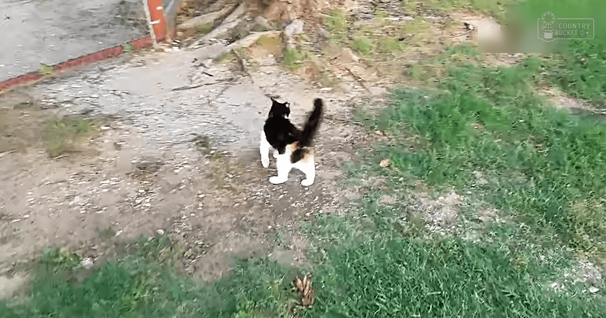 A black-and-white cat with orange chest and belly markings in a grassy garden setting under natural light.