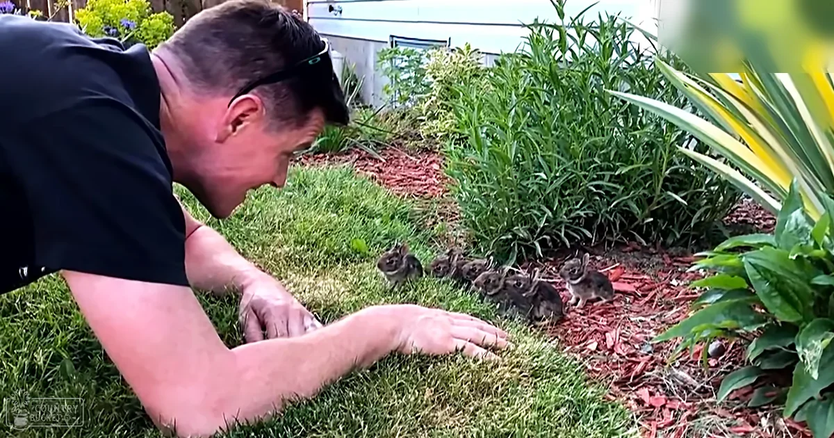 Man interacting with baby rabbits in a lush spring garden, surrounded by greenery and soft natural light.