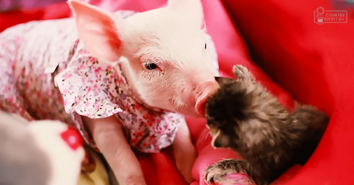 A piglet wearing a white floral dress with pink and red patterns stands indoors against a red background.