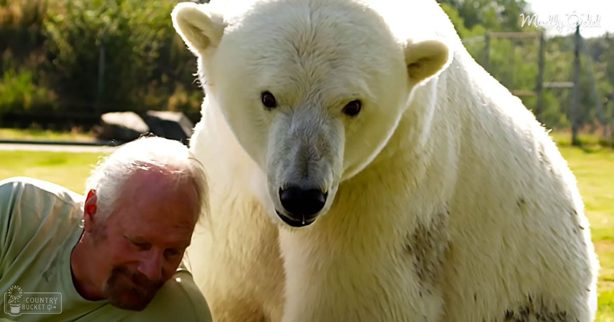 A polar bear in a zoo enclosure surrounded by greenery, with an adult male wearing a light green t-shirt and gray hair, on a sunny day during spring or summer.